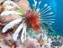 Silverswift -