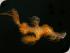 Mike Ball 3 night Cod Hole -