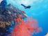 Spirit of Freedom -