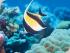 Pro Dive 3 Day / 2 Night Liveaboard -
