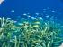 Pro Dive 3 Day / 2 Night Liveaboard -