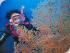 Pro Dive 3 Day / 2 Night Liveaboard -