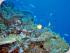 Pro Dive 3 Day / 2 Night Liveaboard -