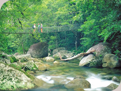 Cape Tribulation In A Day - 