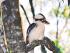 Rainforest 4WD Eco Safari - Kookaburra