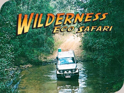 Rainforest 4WD Eco Safari - Wilderness Eco Safaris