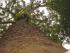 On The Wallaby - New Image