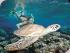 Sailaway Low Isles -