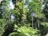 Tablelands 4WD Eco Safari - World Heritage Listed Rainforest