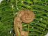 Tablelands 4WD Eco Safari - Giant King Fern