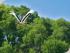 Croc Cruise & Green Island - Native Birdlife