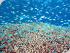 Reef Magic - Blue/Green Damsels