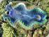 Reef Magic - Giant Clam