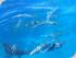 Ocean Free - Fish Feed