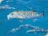 Ocean Free - 