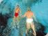 Fitzroy Island ferry transfers -
