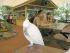 Rainforest Habitat -