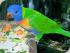 Rainforest Habitat -