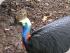 Rainforest Habitat - New Image