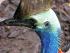 Rainforest Habitat - New Image