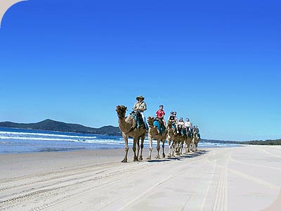 Camel Company - 