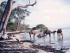Camel Company - 