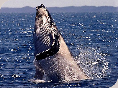 Spirit of Hervey Bay - 