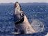 Spirit of Hervey Bay - 
