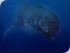 Spirit of Hervey Bay - 