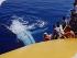 Spirit of Hervey Bay - 