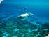 Green Island Resort -