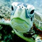 Professional Photographer onboard - TUSA Dive