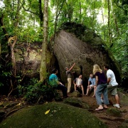 Daintree Sightseer