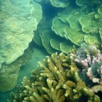 Magnificent coral reef - Snapper Island Sea Kayaking