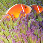 ARRAY OF MARINE LIFE