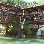 Wildlife Park - Rainforestation