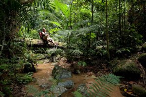 Ferns in the Daintree Rainforest