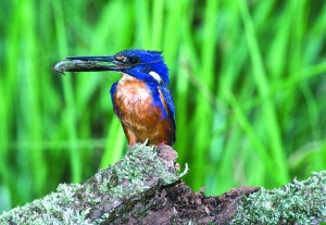 Kingfisher Daintree Rainforest