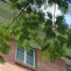 Babinda Quarters Header