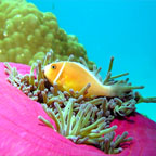 Beach Club Palm Cove Escape