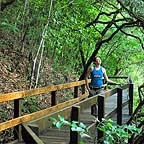 tropical journeys daintree