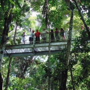 tropical journeys daintree