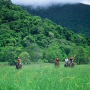 tropical journeys daintree