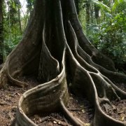 tropical journeys daintree