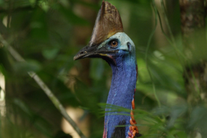 Cassowary in the Daintree