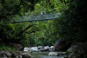 Mossman Gorge Bridge